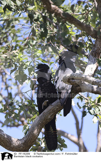 Banksian black cockatoo / FF-16299