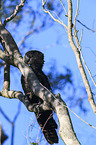 Red-tailed black Cockatoo