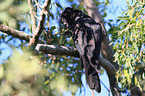 Red-tailed black Cockatoo