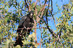Red-tailed black Cockatoo