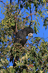 Red-tailed black Cockatoo