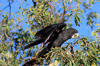 Red-tailed black Cockatoo