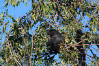 Red-tailed black Cockatoo