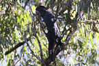 Banksian black cockatoo