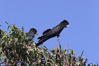 Banksian black cockatoo
