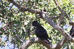 Banksian black cockatoo