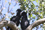 Banksian black cockatoo