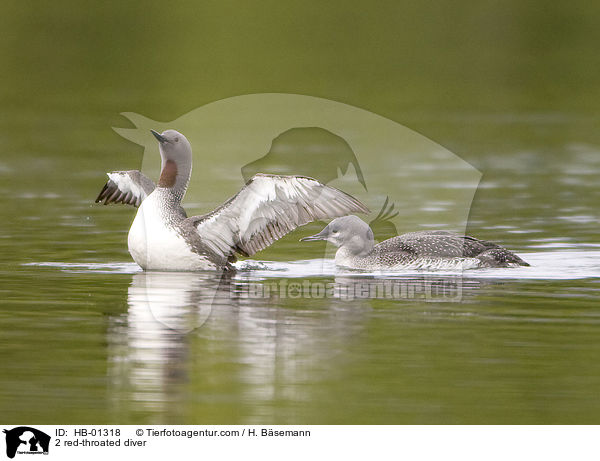 2 red-throated diver / HB-01318