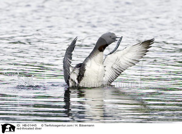 Sterntaucher / red-throated diver / HB-01445