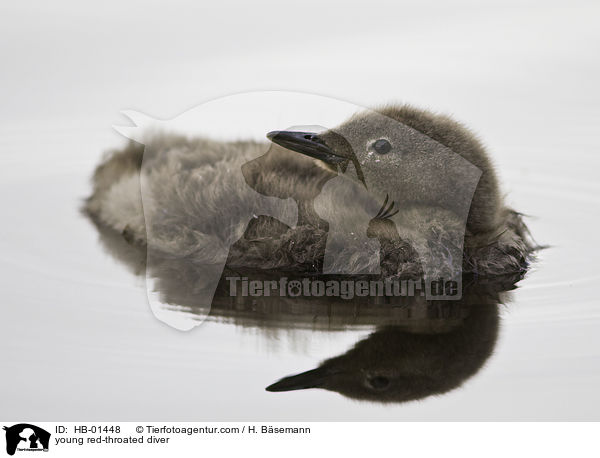 junger Sterntaucher / young red-throated diver / HB-01448
