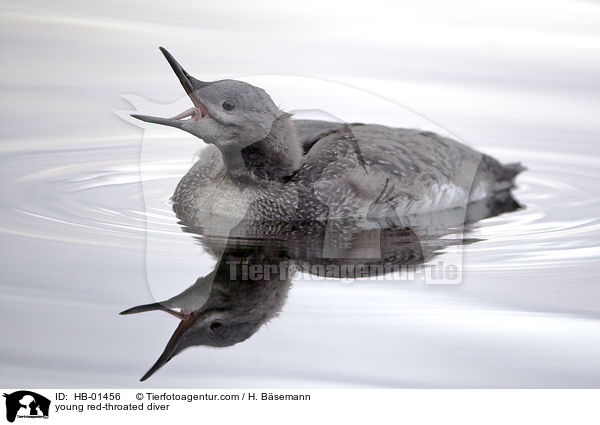 junger Sterntaucher / young red-throated diver / HB-01456