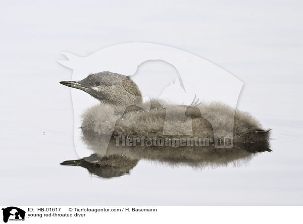 junger Sterntaucher / young red-throated diver / HB-01617