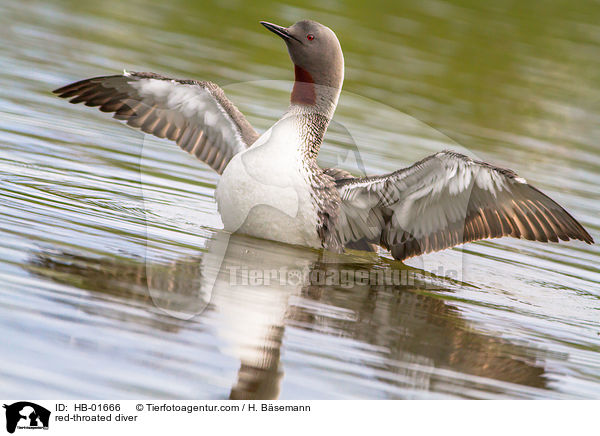 Sterntaucher / red-throated diver / HB-01666