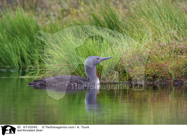 Sterntaucher / red-throated diver / AT-02040