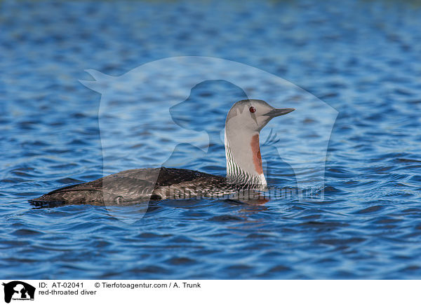 red-throated diver / AT-02041