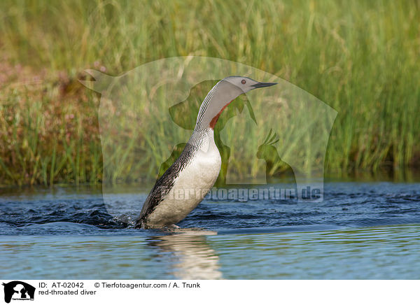 Sterntaucher / red-throated diver / AT-02042