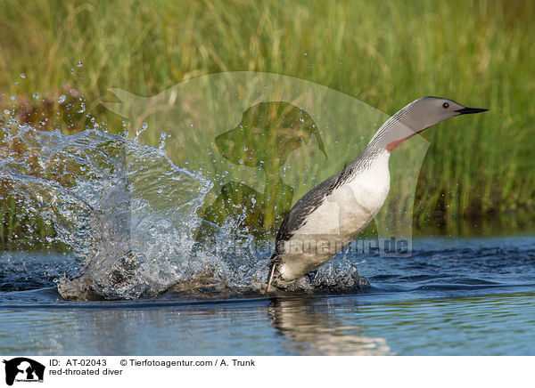 Sterntaucher / red-throated diver / AT-02043