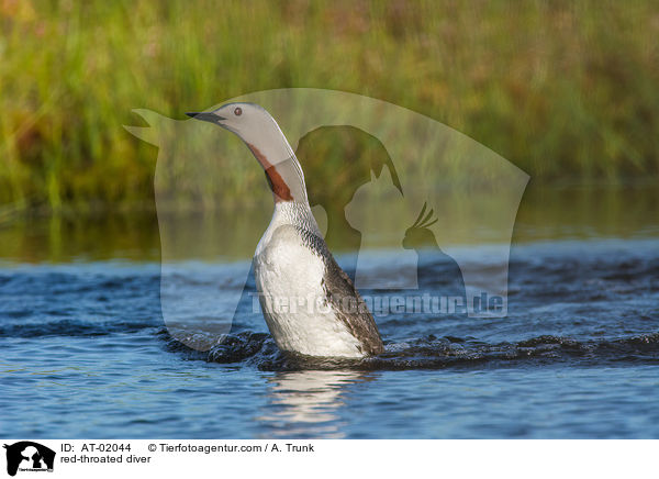 Sterntaucher / red-throated diver / AT-02044