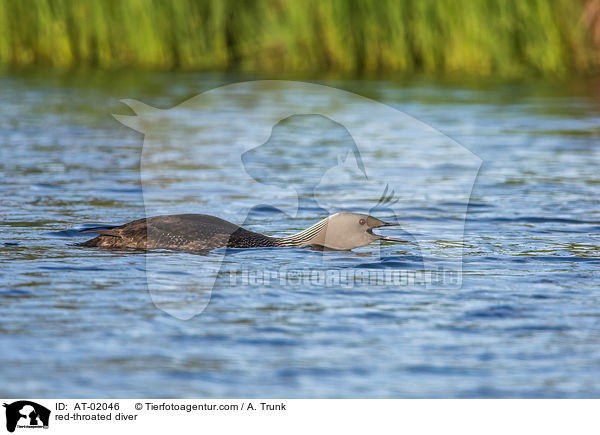 Sterntaucher / red-throated diver / AT-02046