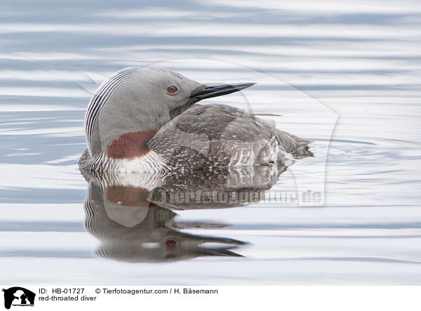 red-throated diver / HB-01727