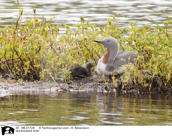 Sterntaucher / red-throated diver / HB-01729