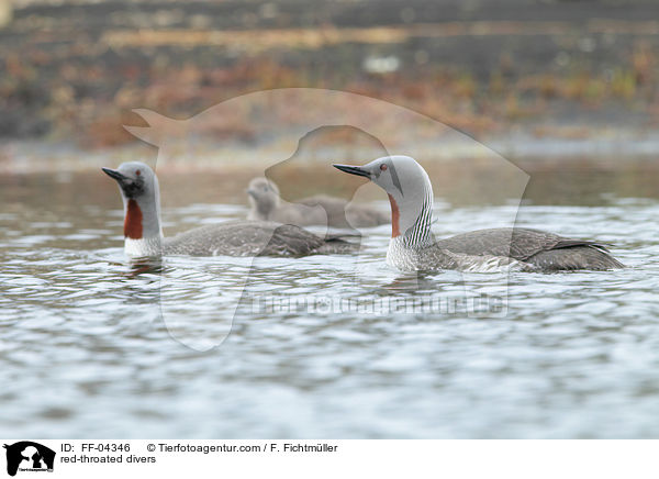 Sterntaucher / red-throated divers / FF-04346