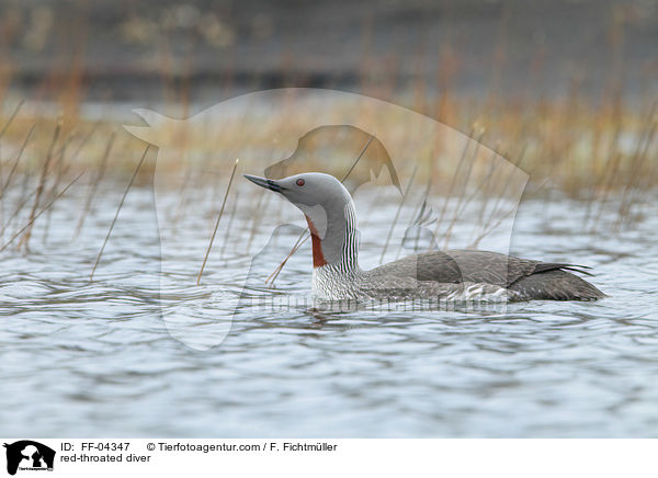 red-throated diver / FF-04347