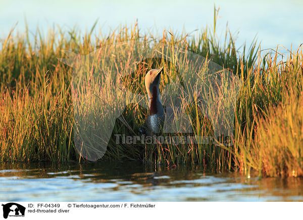 red-throated diver / FF-04349