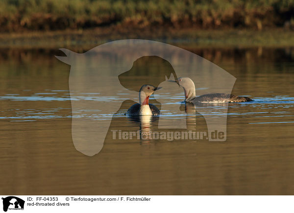 Sterntaucher / red-throated divers / FF-04353