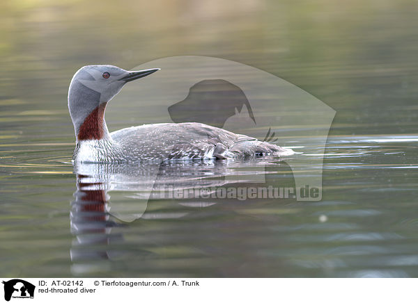 Sterntaucher / red-throated diver / AT-02142