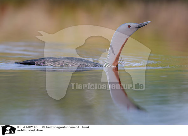 Sterntaucher / red-throated diver / AT-02145