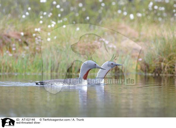 Sterntaucher / red-throated diver / AT-02146