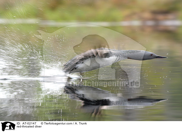 Sterntaucher / red-throated diver / AT-02147