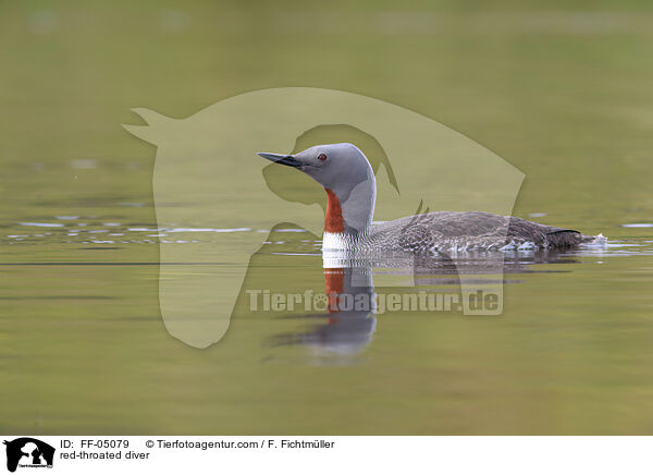Sterntaucher / red-throated diver / FF-05079