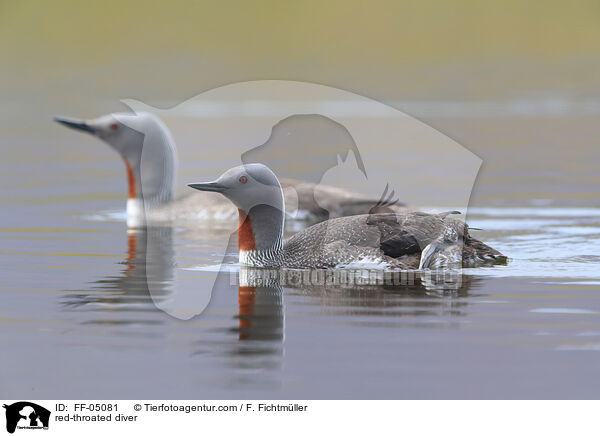 Sterntaucher / red-throated diver / FF-05081