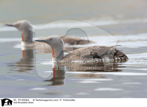 Sterntaucher / red-throated diver / FF-05082