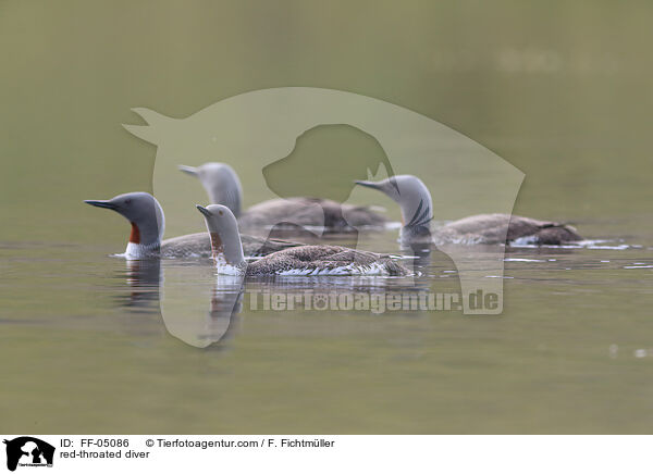 Sterntaucher / red-throated diver / FF-05086