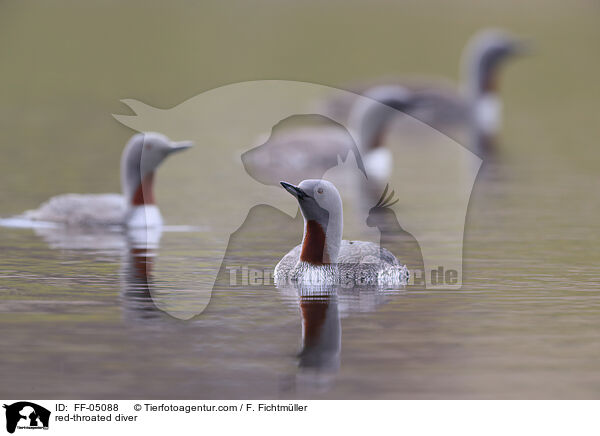 Sterntaucher / red-throated diver / FF-05088