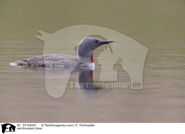 red-throated diver / FF-05091