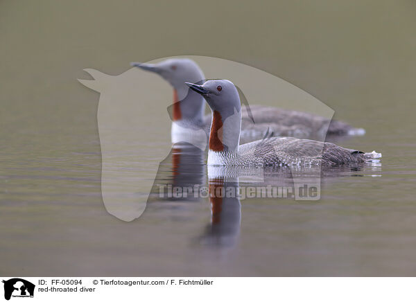 red-throated diver / FF-05094