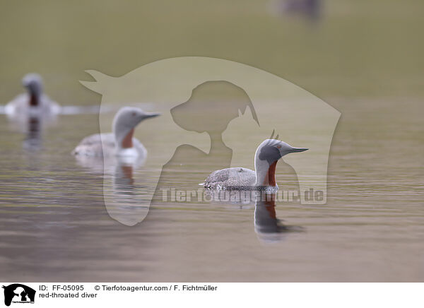 Sterntaucher / red-throated diver / FF-05095