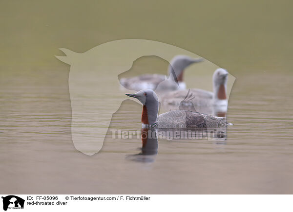 Sterntaucher / red-throated diver / FF-05096