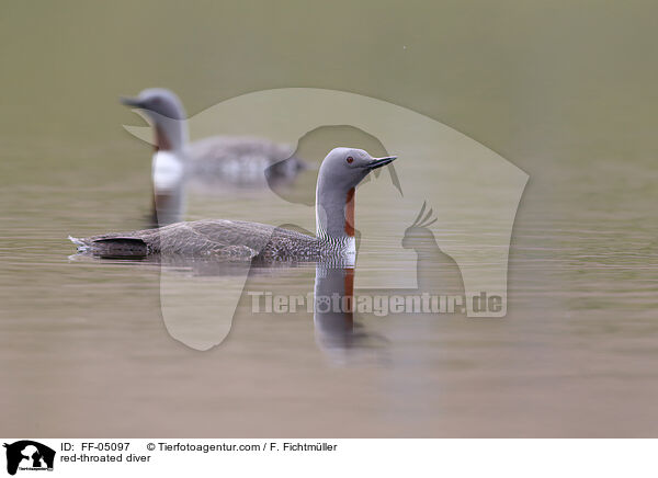 Sterntaucher / red-throated diver / FF-05097