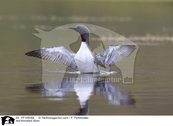 Sterntaucher / red-throated diver / FF-05098