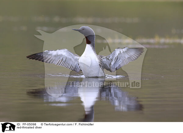 red-throated diver / FF-05098
