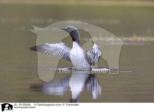 Sterntaucher / red-throated diver / FF-05099