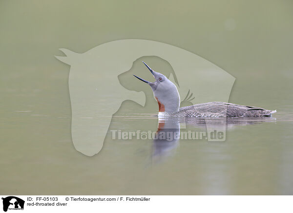 Sterntaucher / red-throated diver / FF-05103