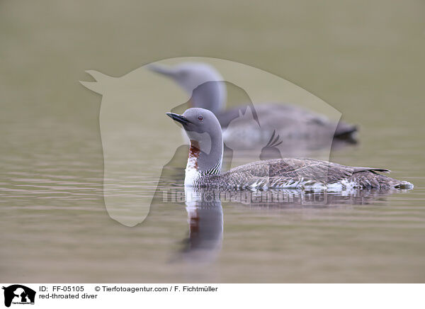 Sterntaucher / red-throated diver / FF-05105