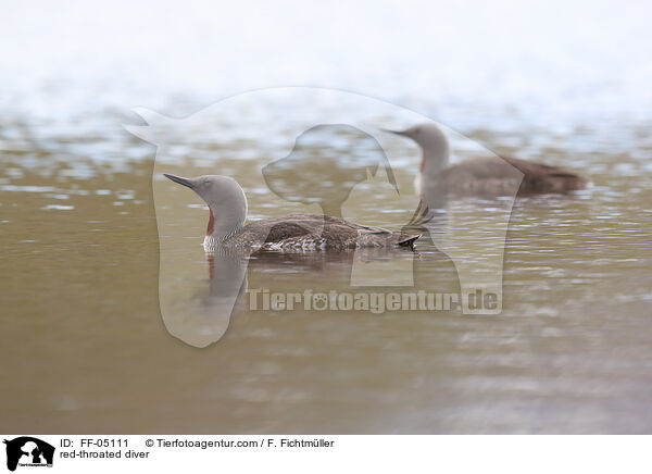 Sterntaucher / red-throated diver / FF-05111