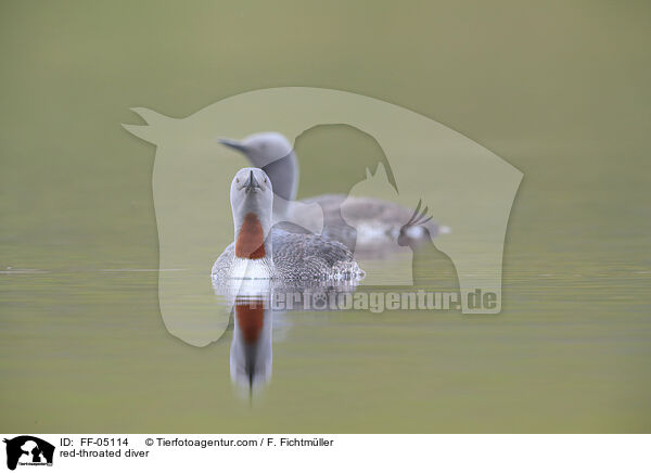 Sterntaucher / red-throated diver / FF-05114